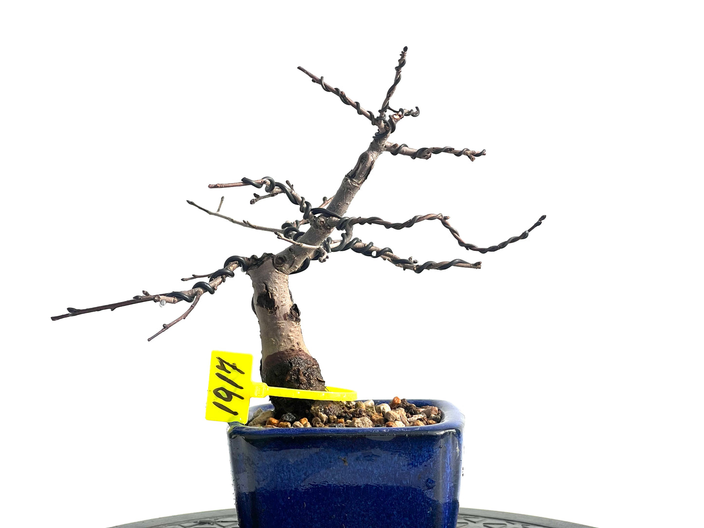 Ulmus Minor 1917