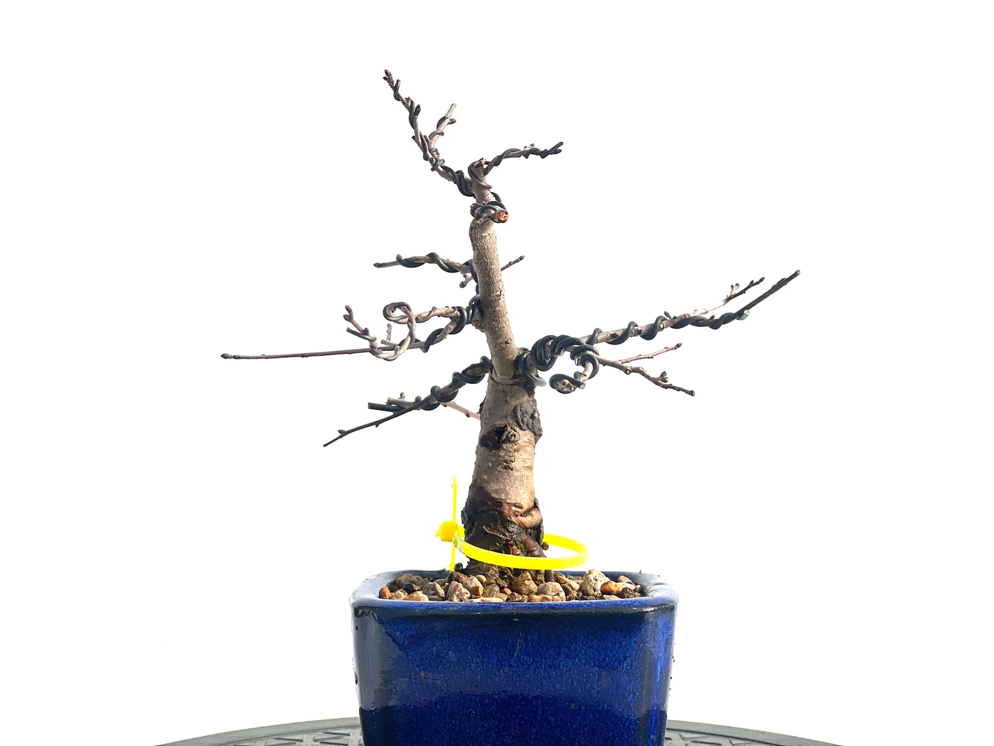 Ulmus Minor 1917