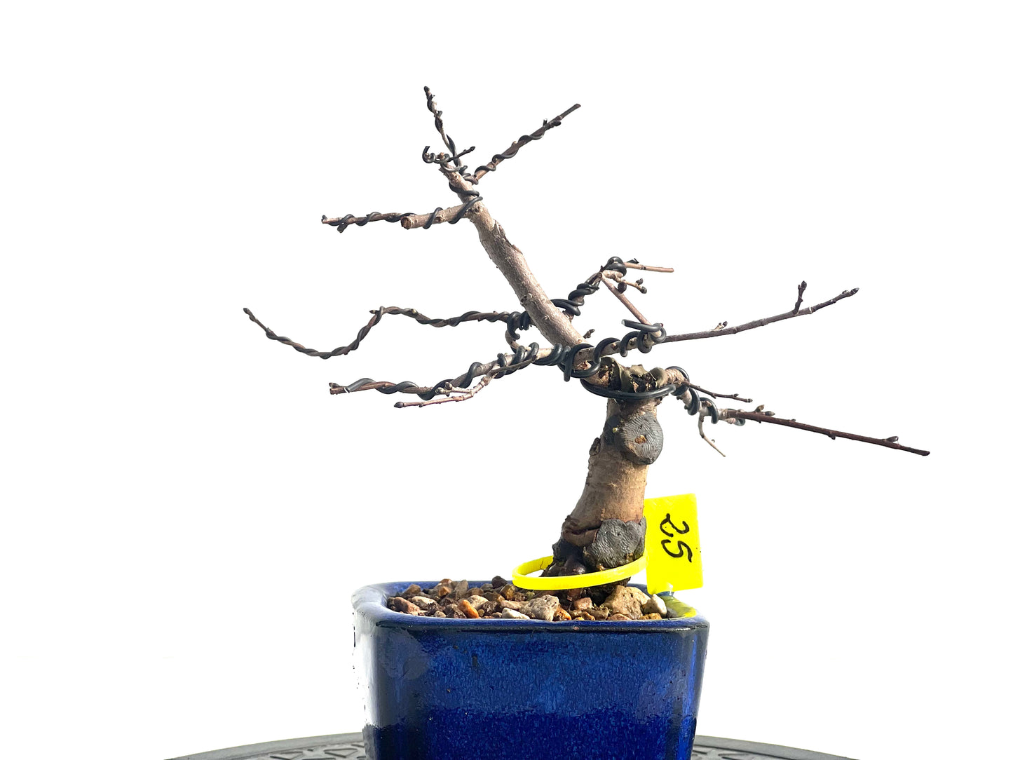 Ulmus Minor 1917