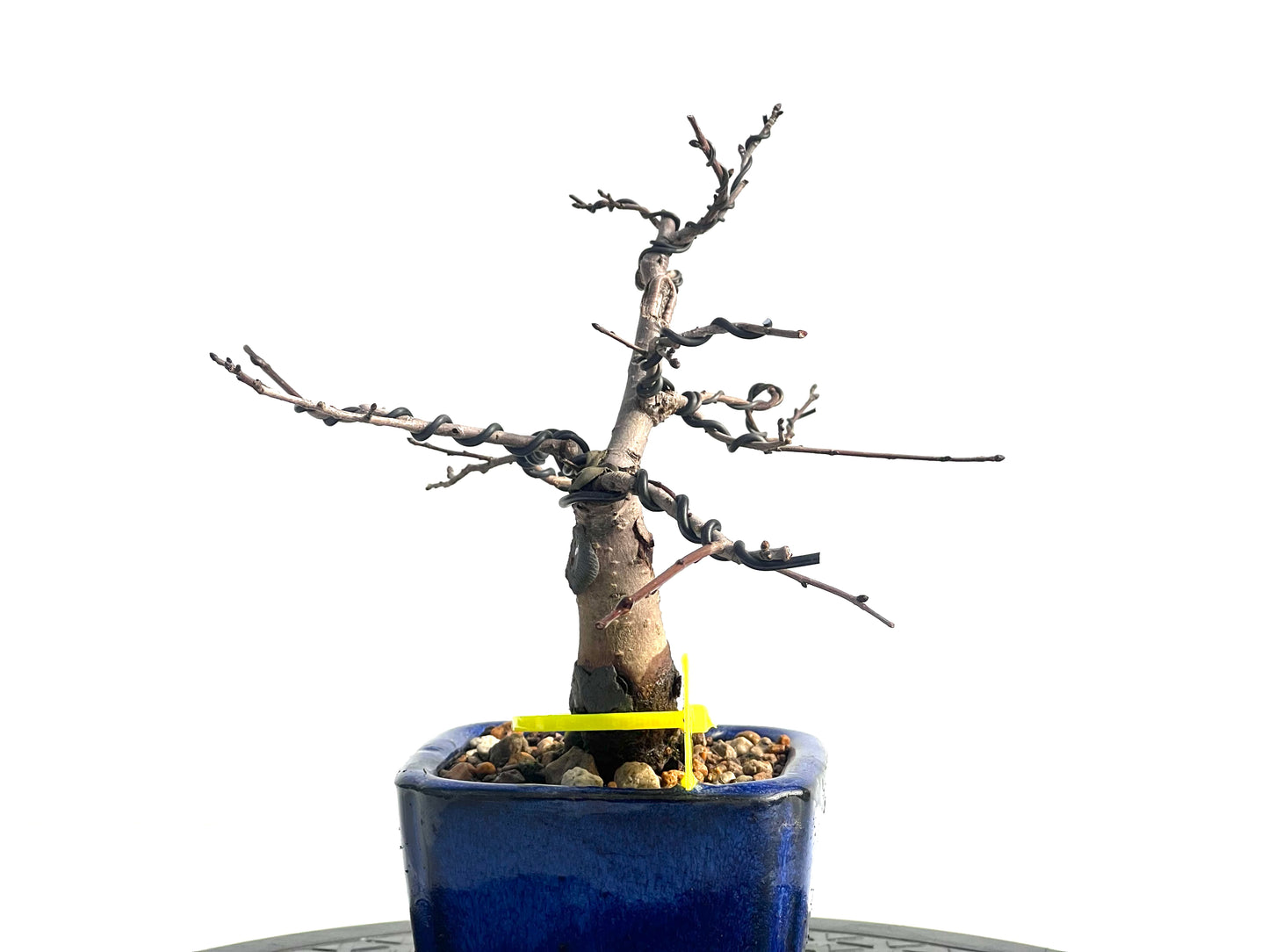 Ulmus Minor 1917
