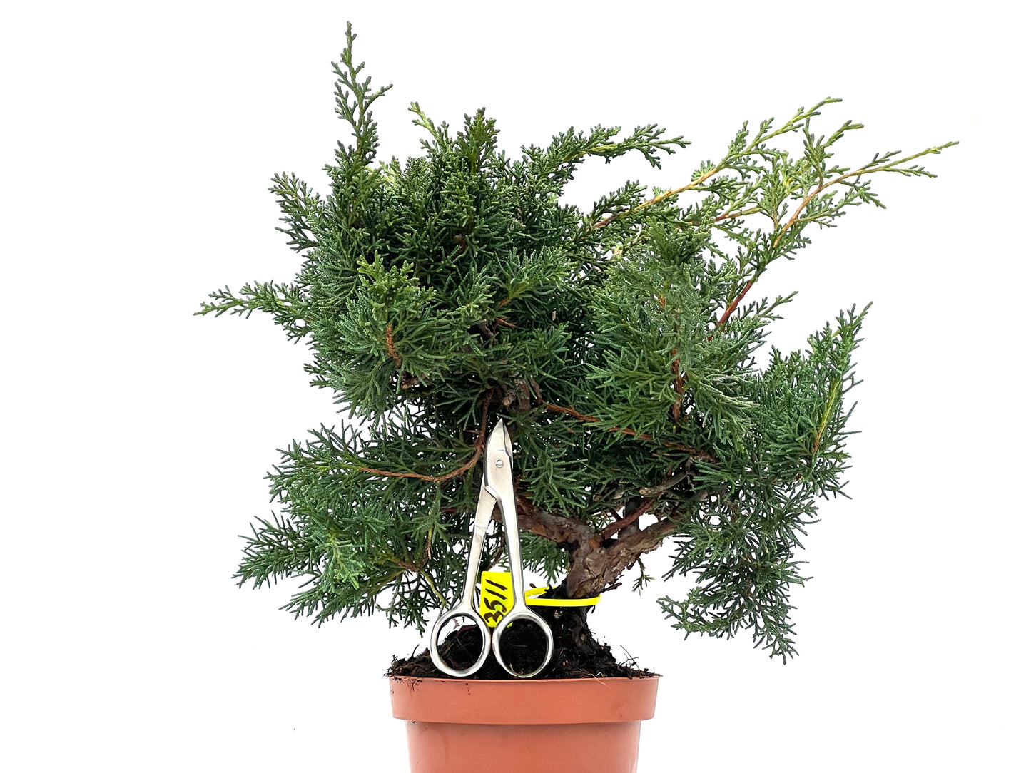Juniperus Chinensis Kyushu 3511