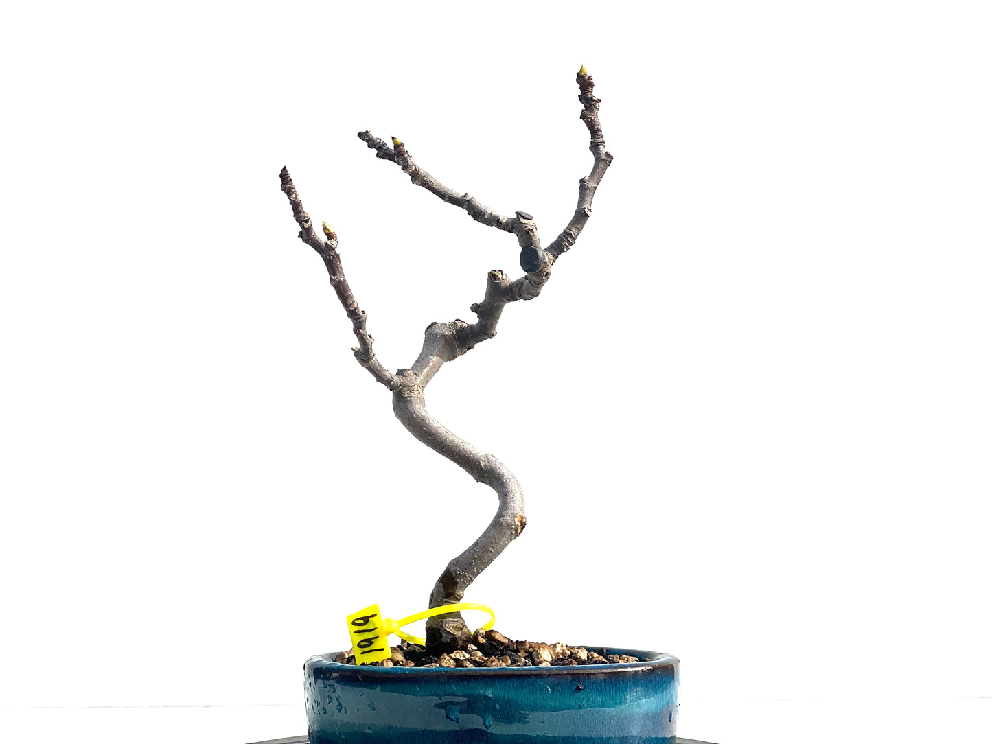 Ficus Carica 1919