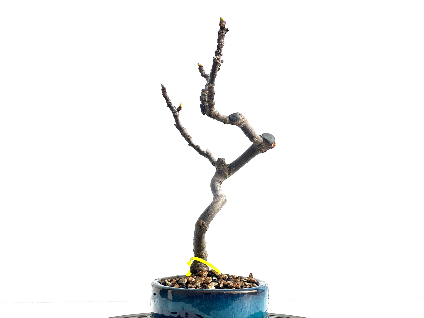Ficus Carica 1919