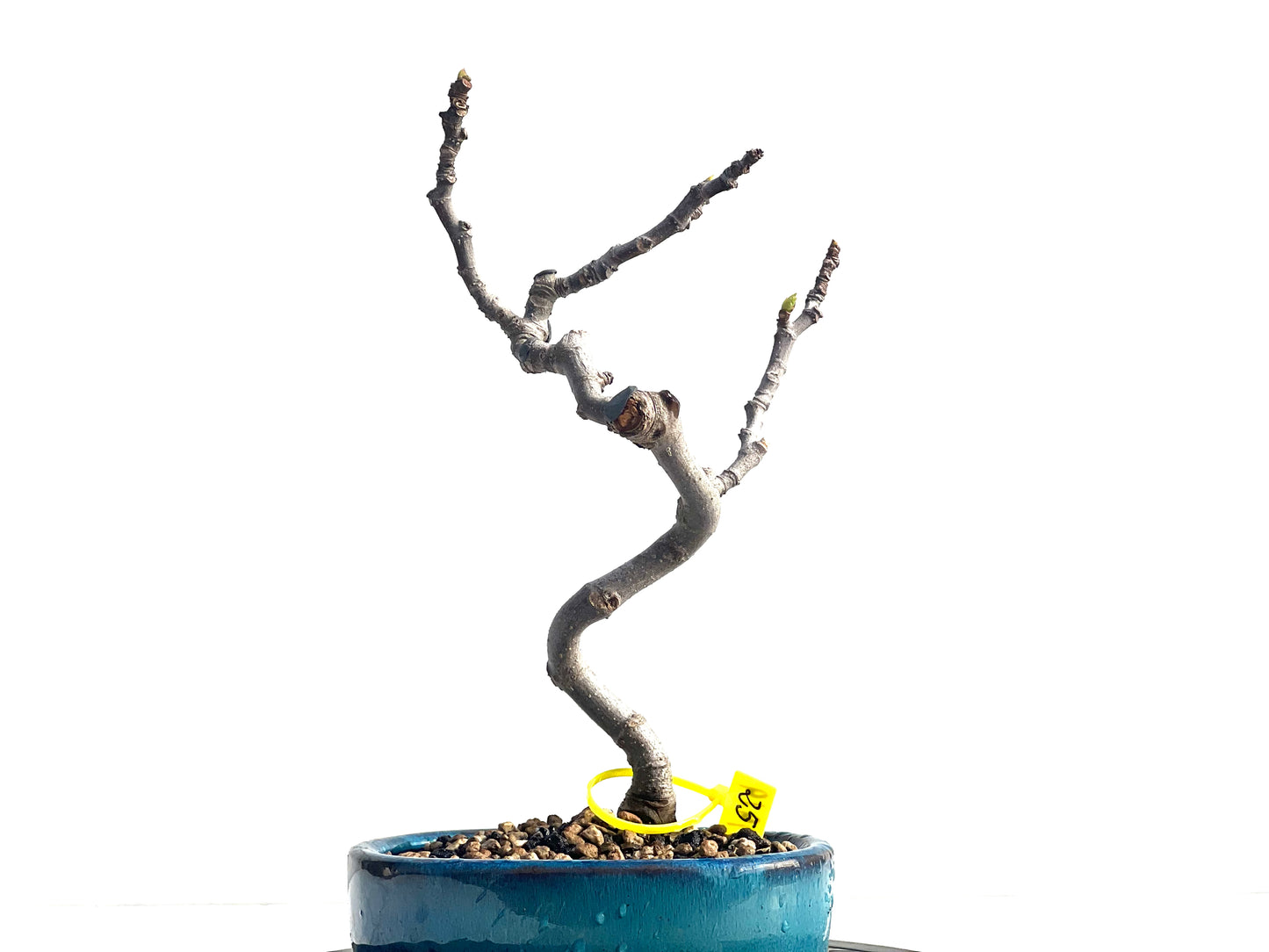 Ficus Carica 1919