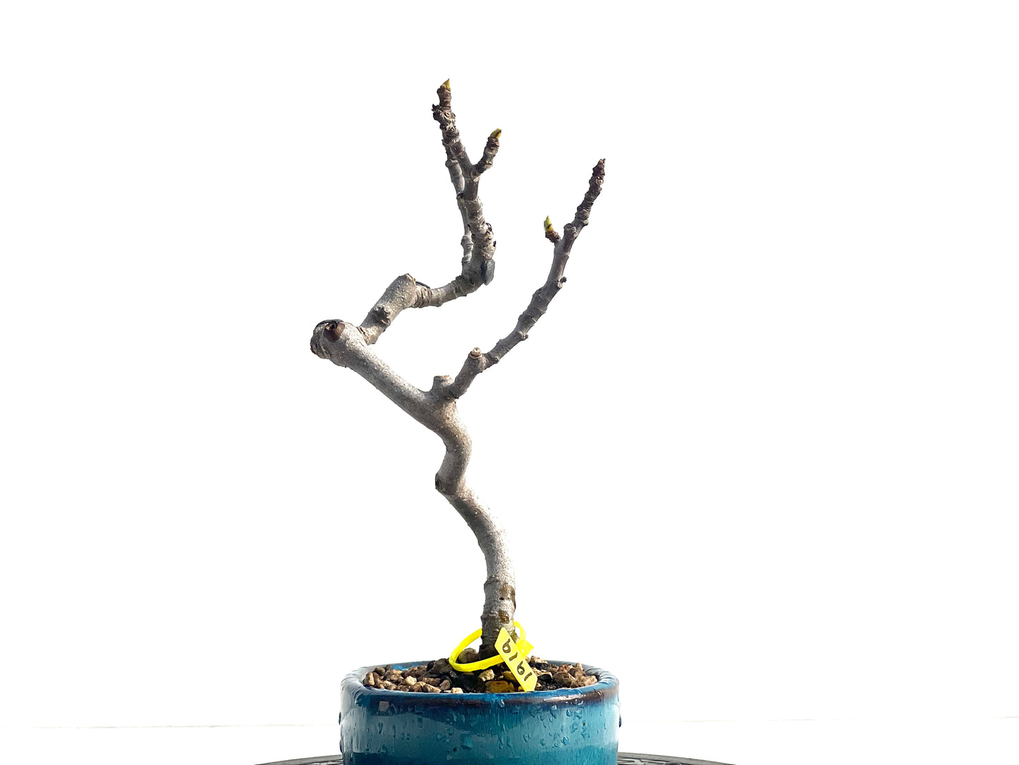 Ficus Carica 1919