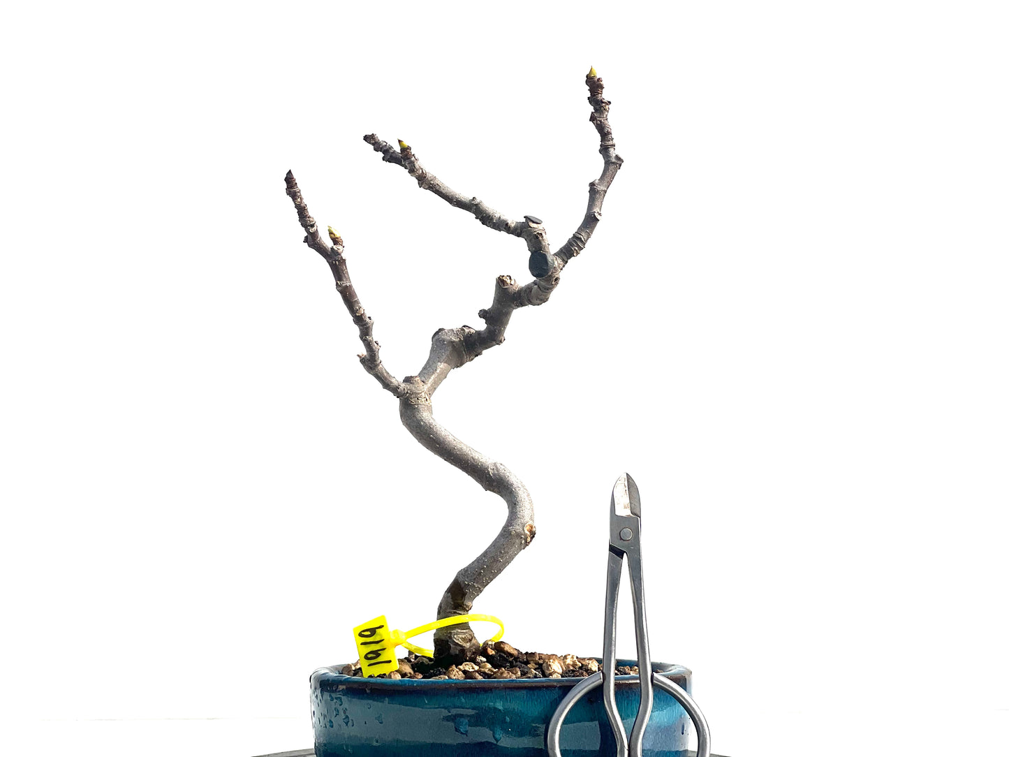 Ficus Carica 1919