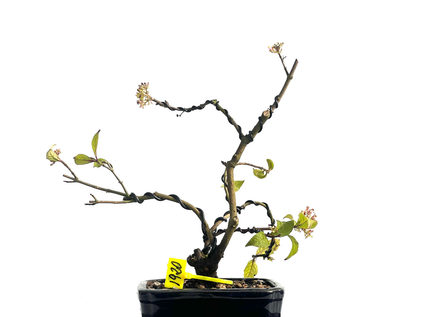 Callicarpa Japónica 1920