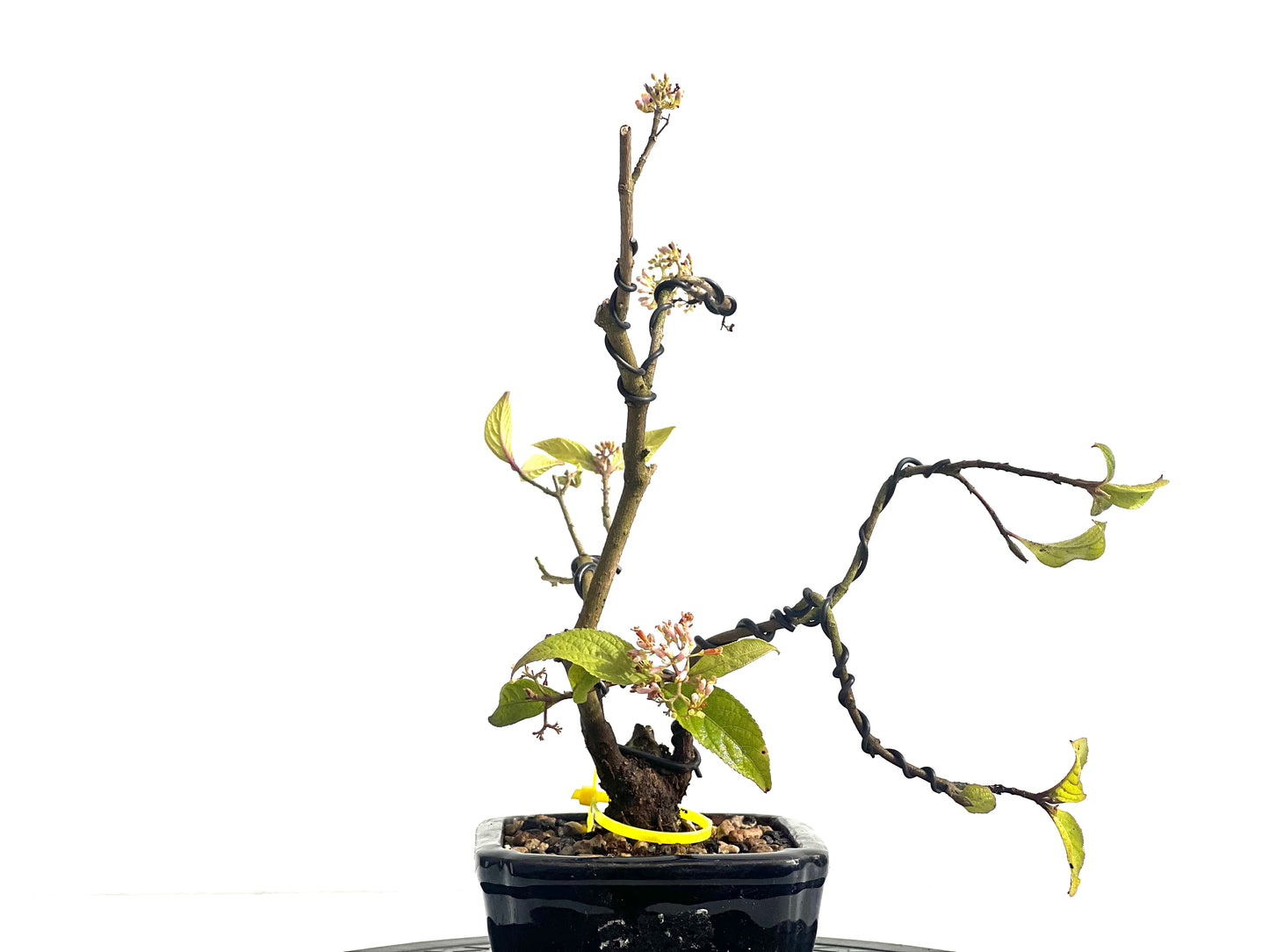 Callicarpa Japónica 1920