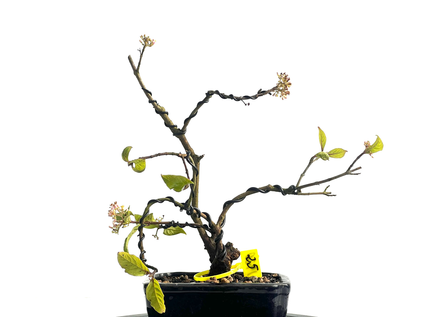 Callicarpa Japónica 1920