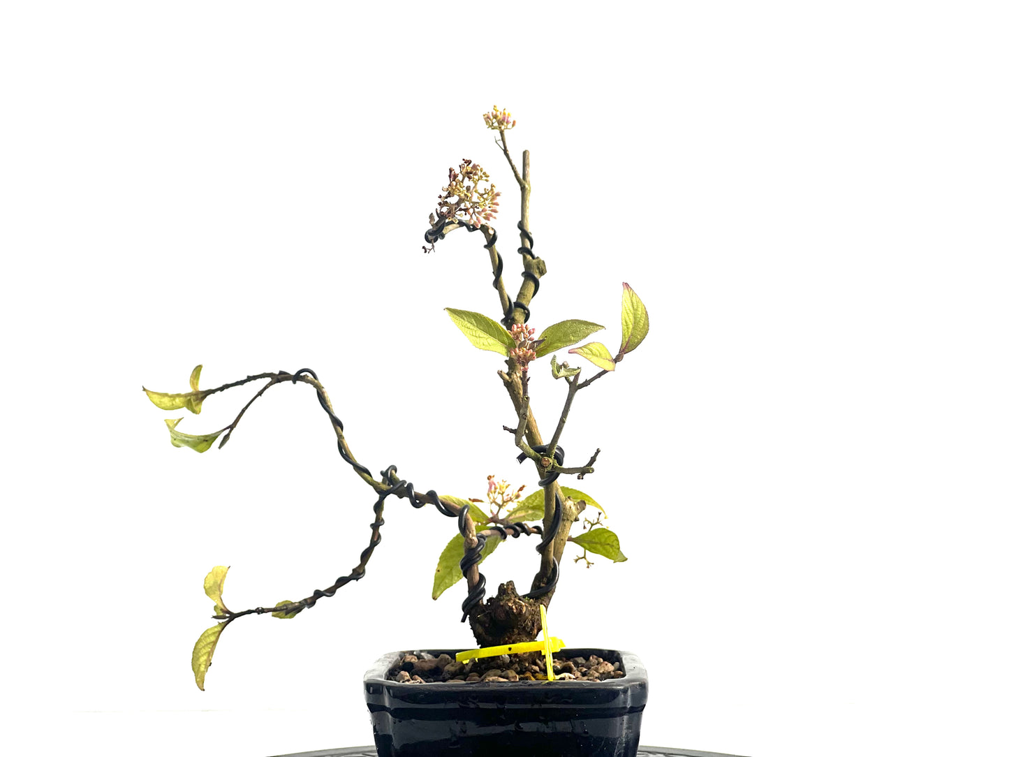 Callicarpa Japónica 1920