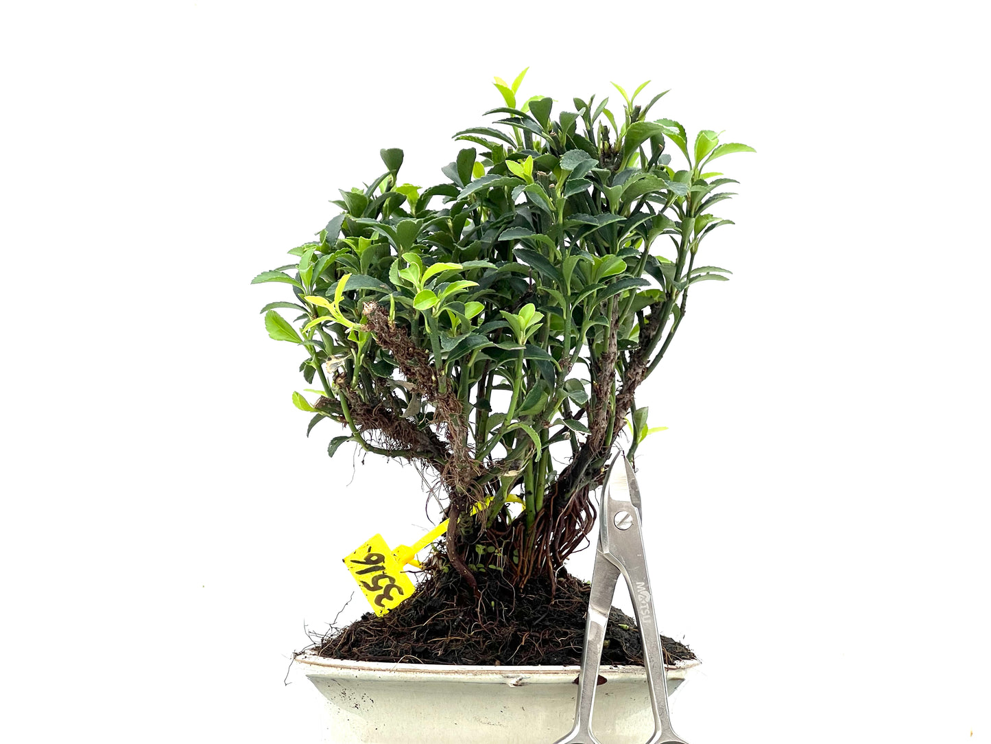 Euonymus 3516