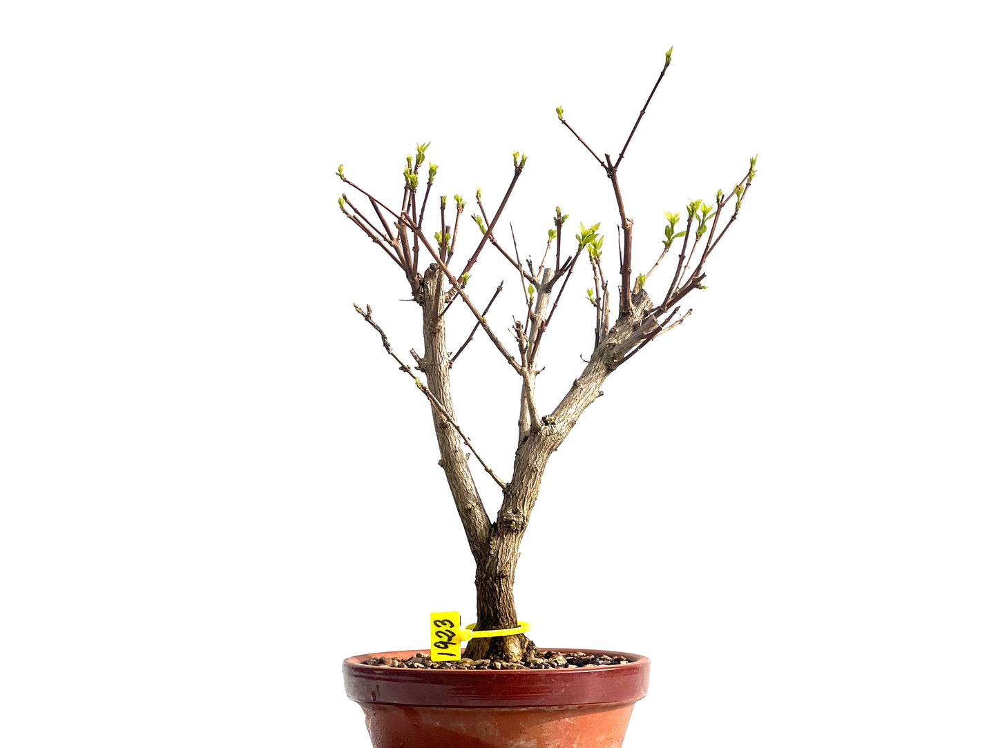 Premna Japonica 1923