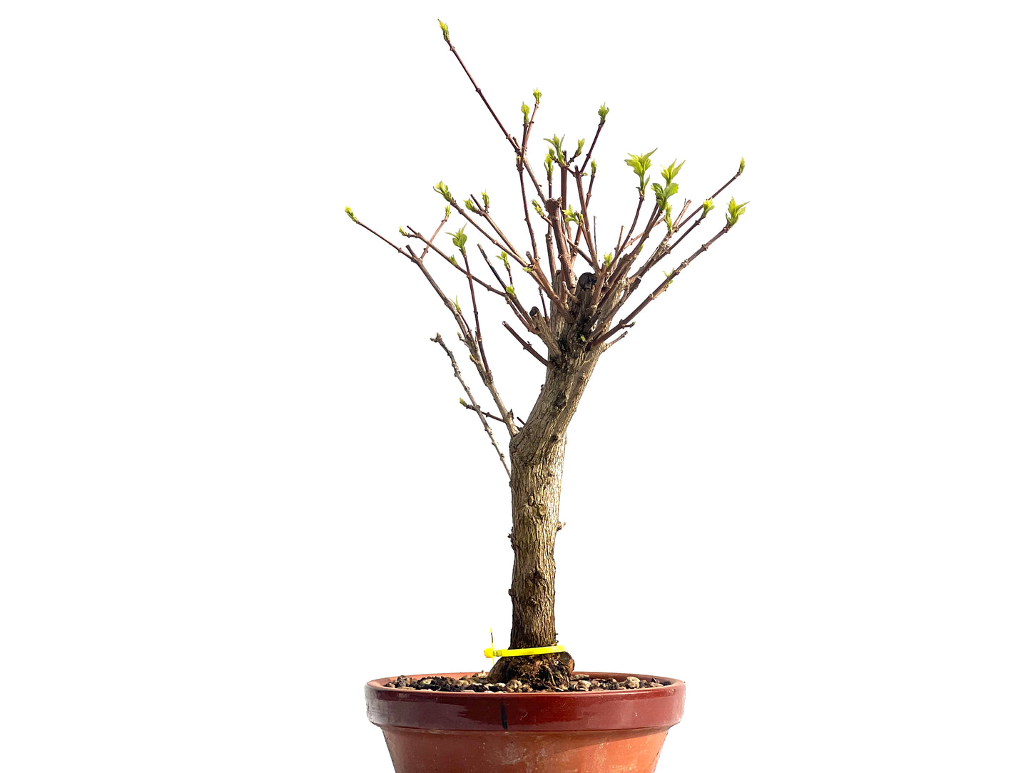 Premna Japonica 1923