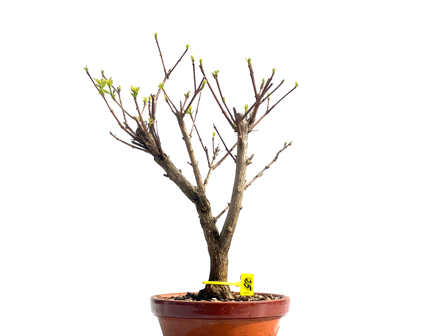 Premna Japonica 1923