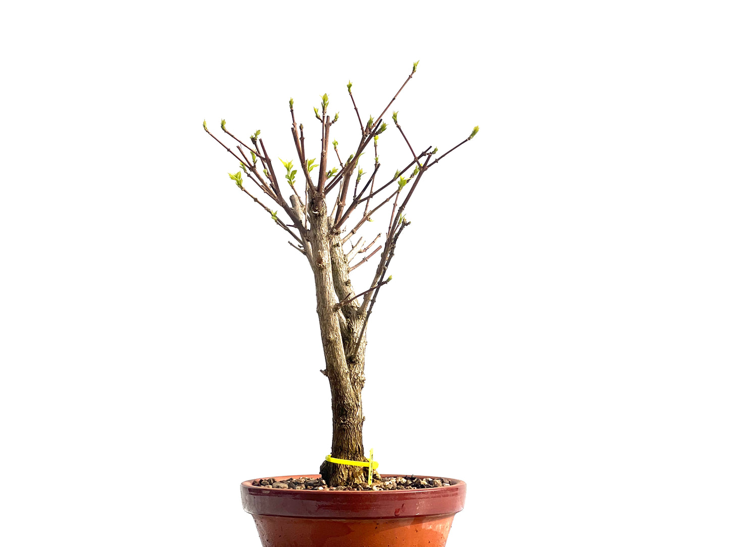 Premna Japonica 1923