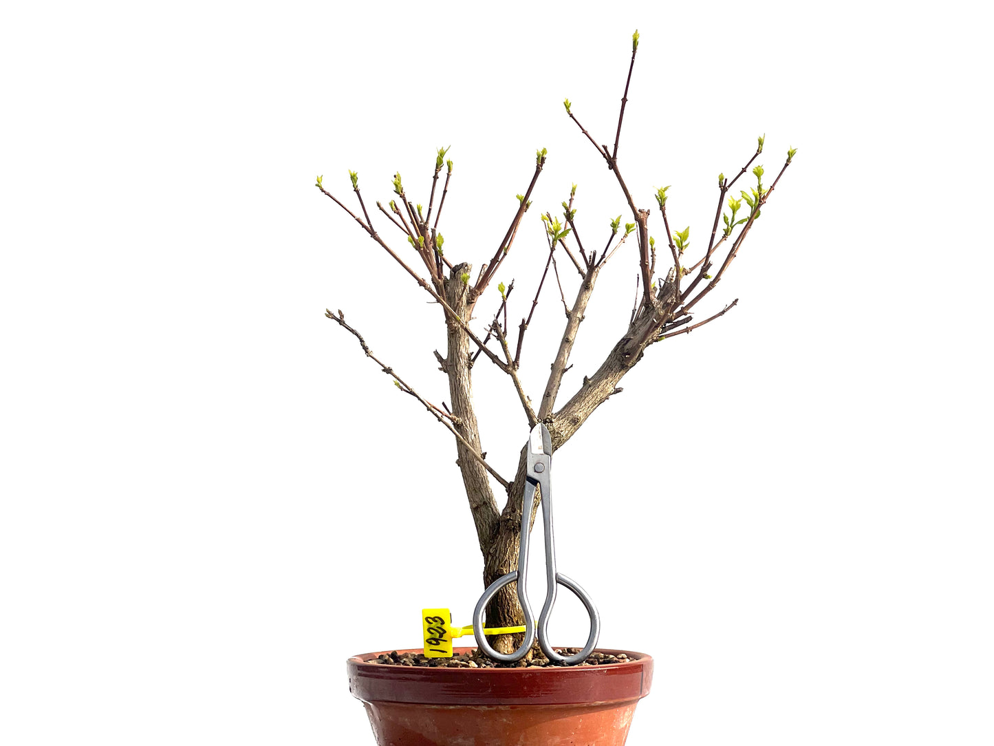 Premna Japonica 1923