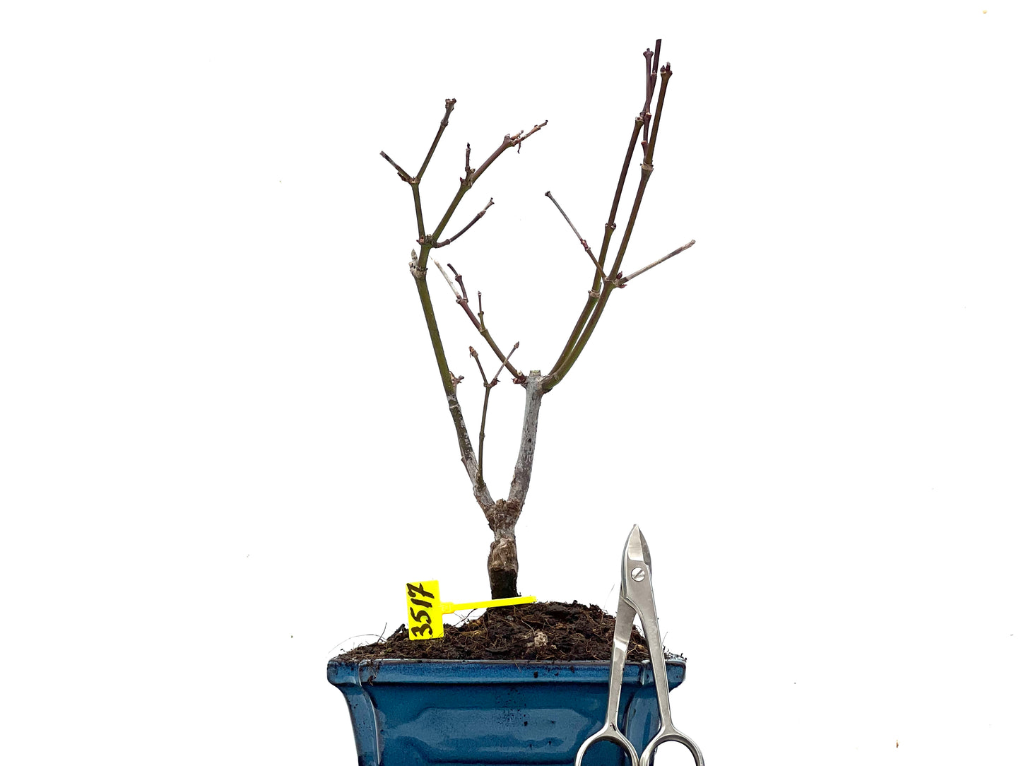 Acer Palmatum Atropurpureum 3517