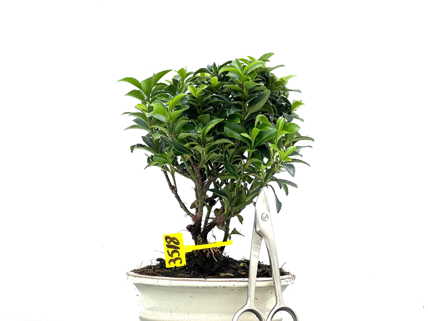 Euonymus 3518