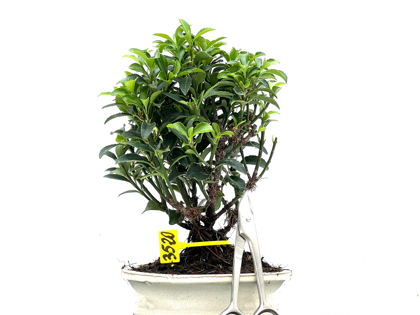 Euonymus 3520