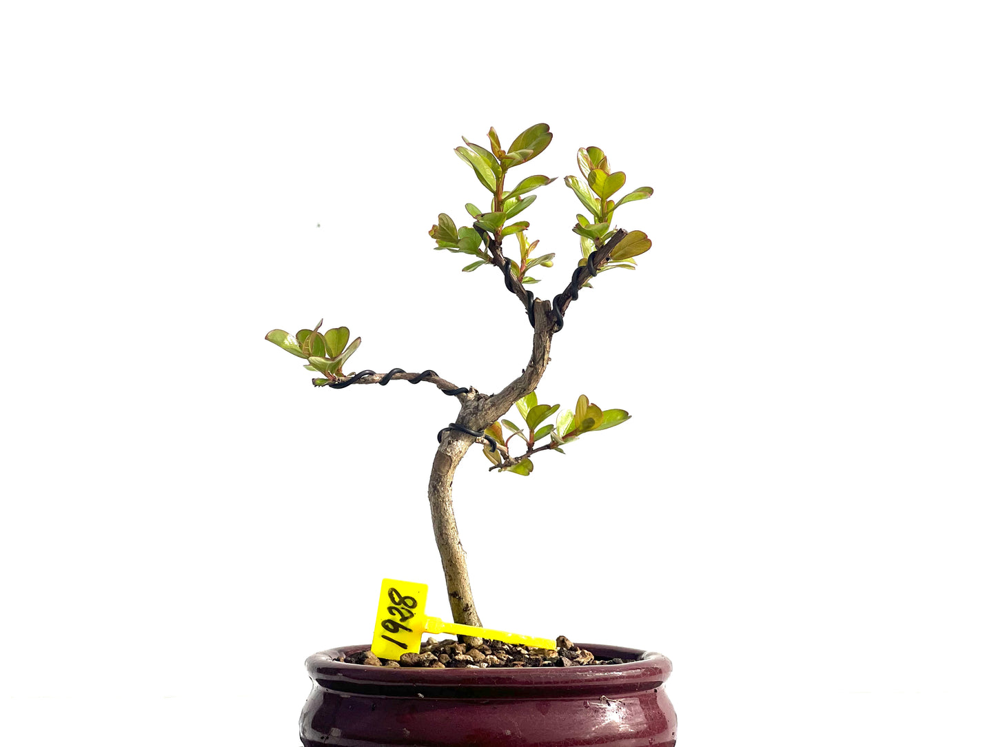 Lagerstroemia Indica 1928