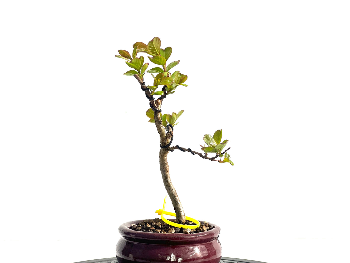 Lagerstroemia Indica 1928