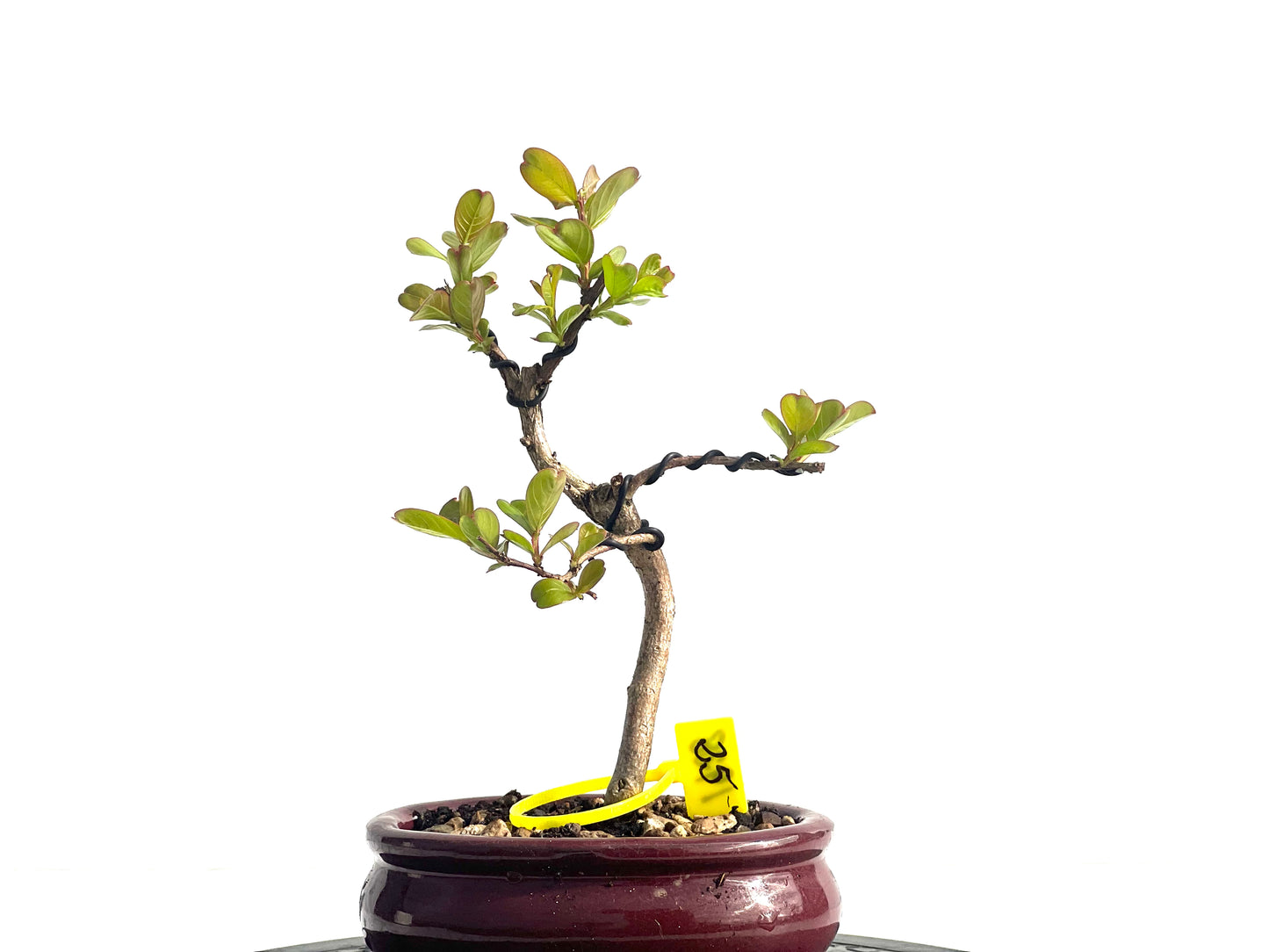 Lagerstroemia Indica 1928