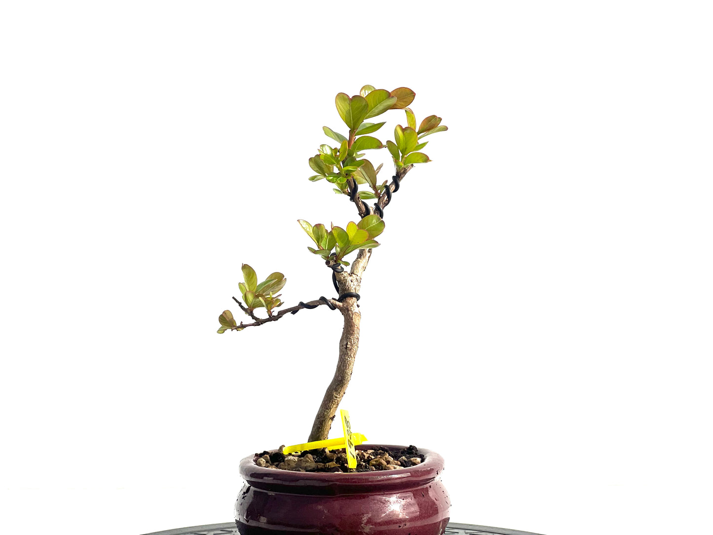 Lagerstroemia Indica 1928