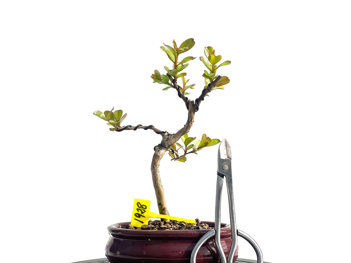 Lagerstroemia Indica 1928