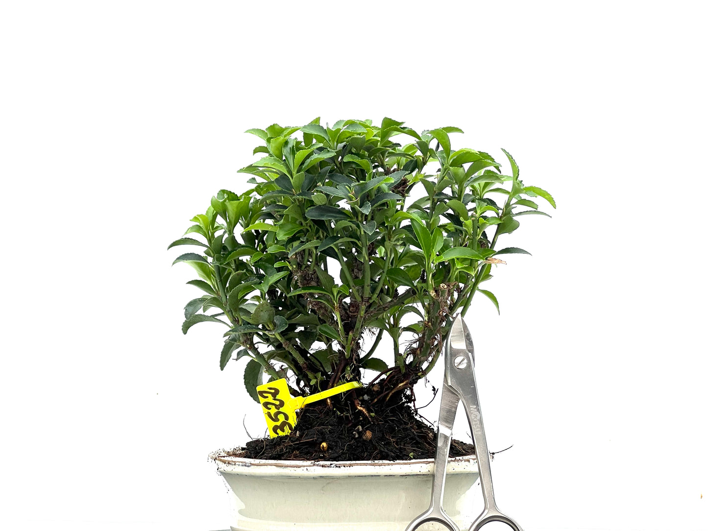 Euonymus 3522