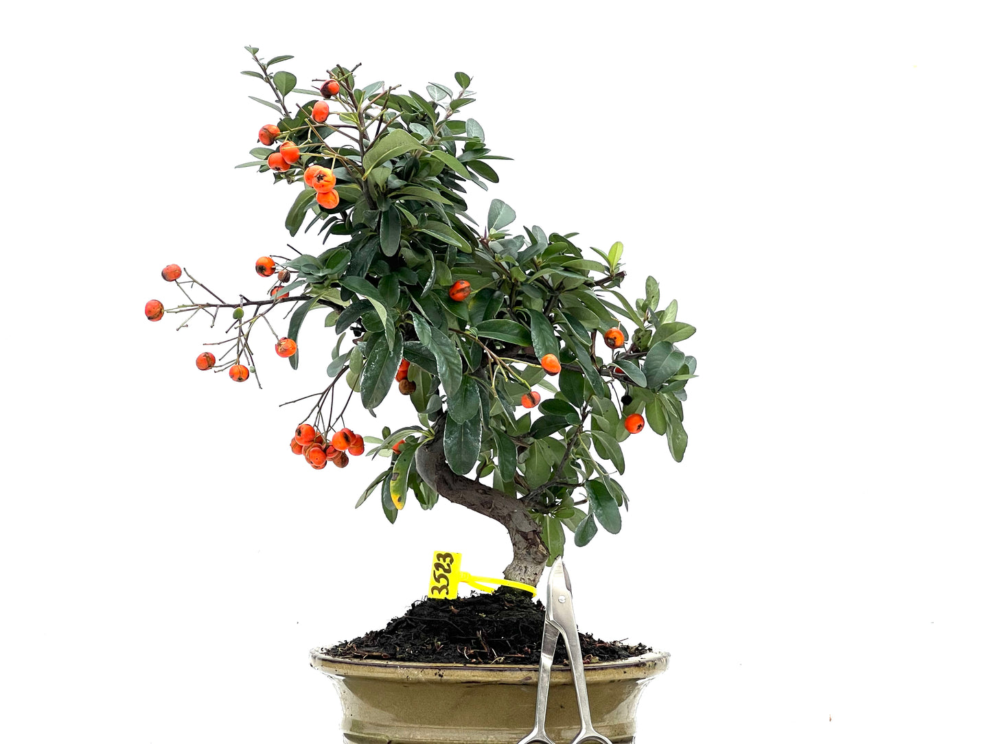 Pyracantha 3523