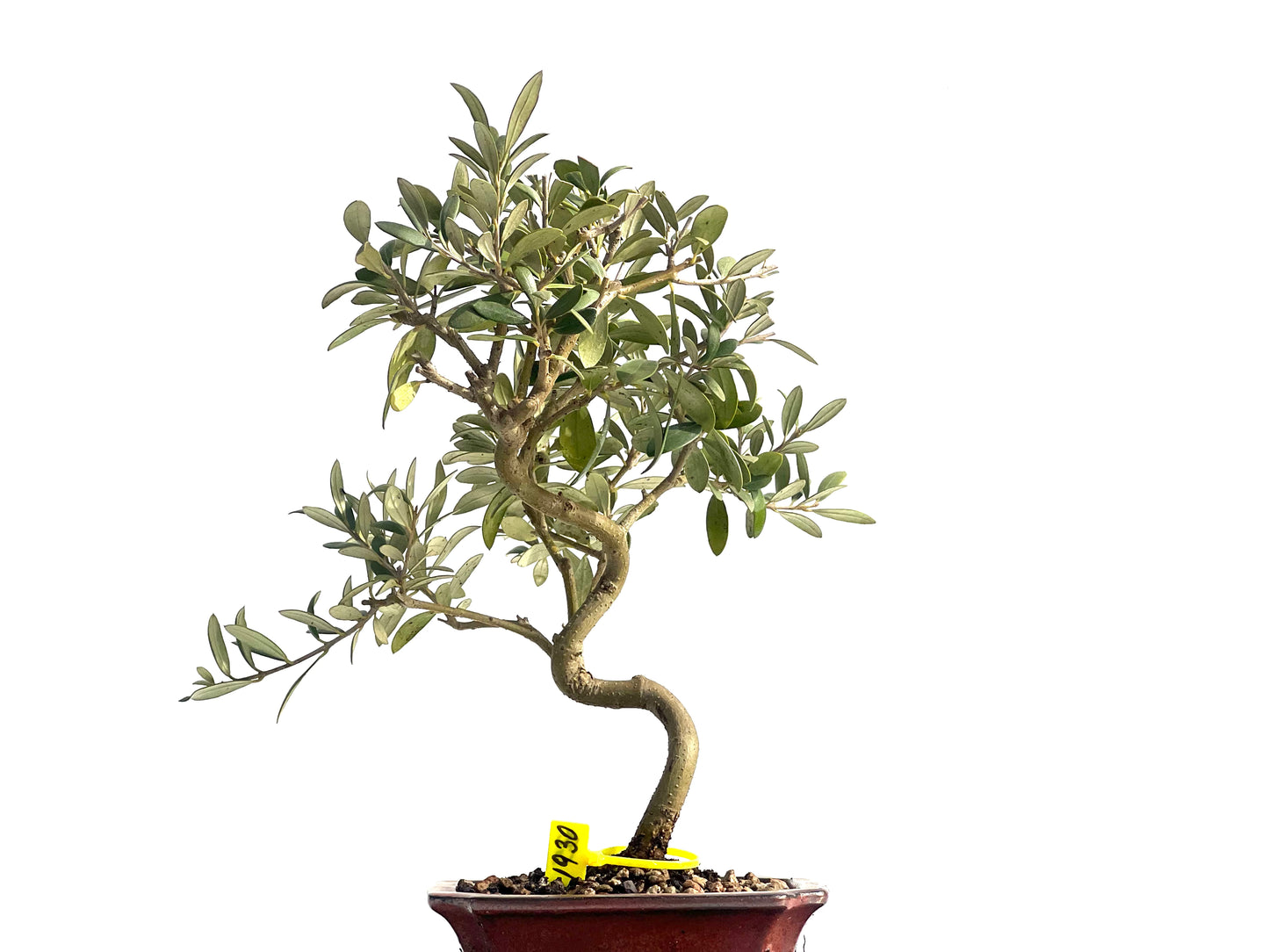 Olea Europaea 1930