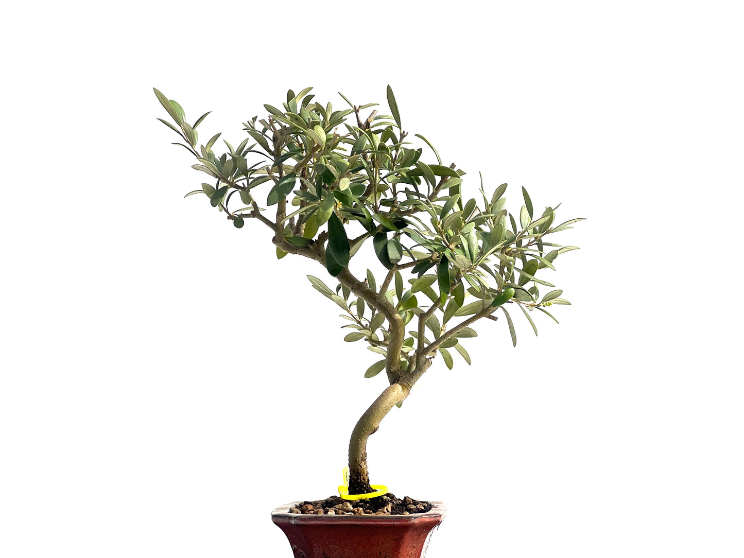 Olea Europaea 1930
