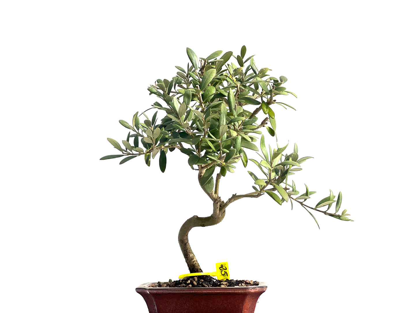 Olea Europaea 1930