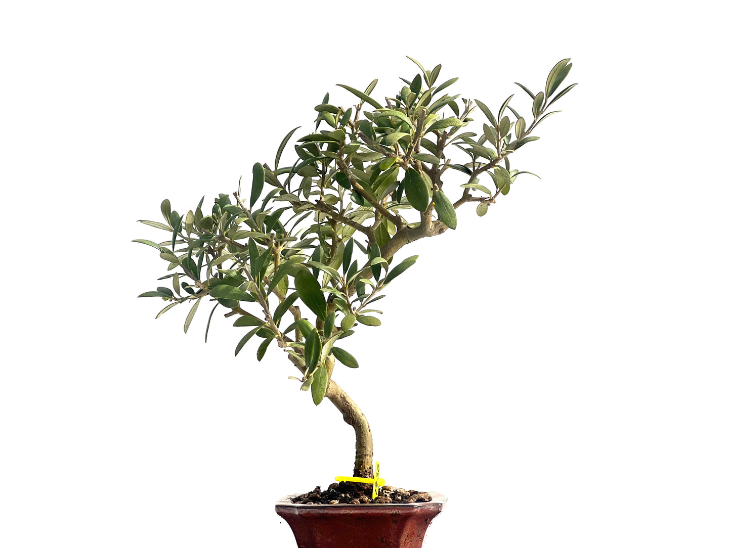 Olea Europaea 1930