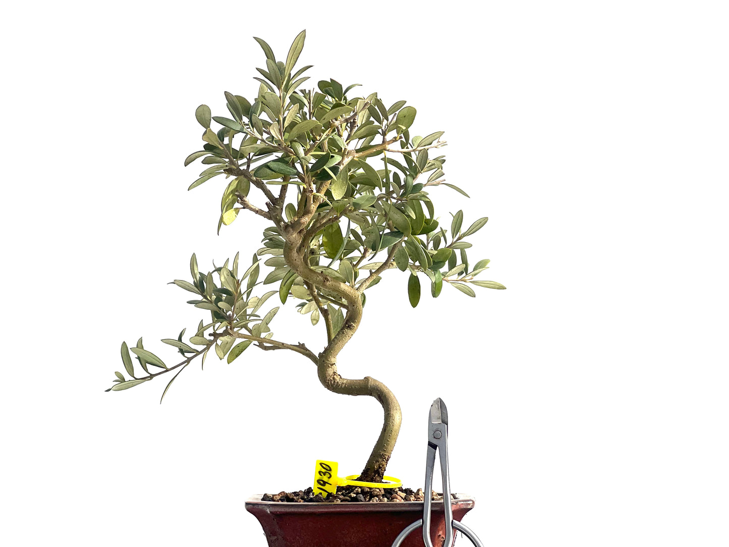 Olea Europaea 1930