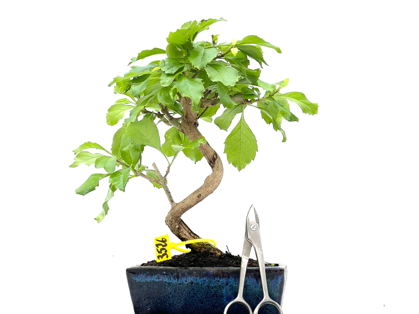 Durantha Repens 3526