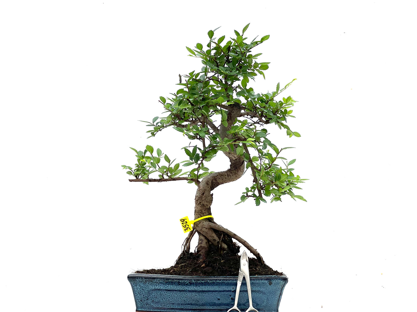 Ulmus Parvifolia 3529