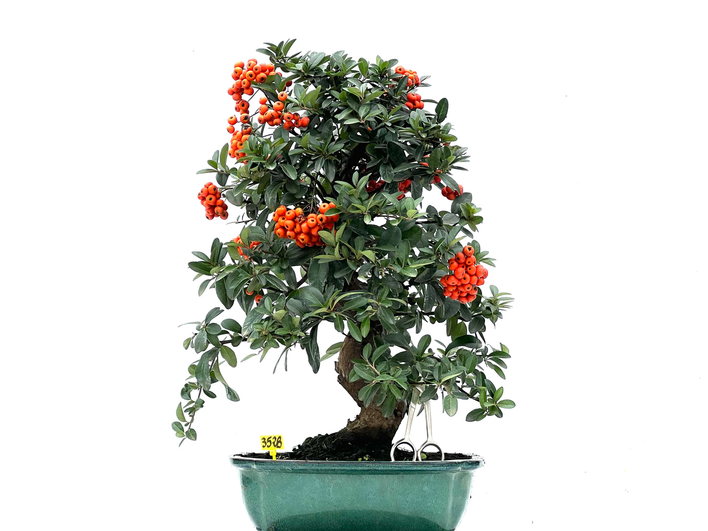 Pyracantha 3528
