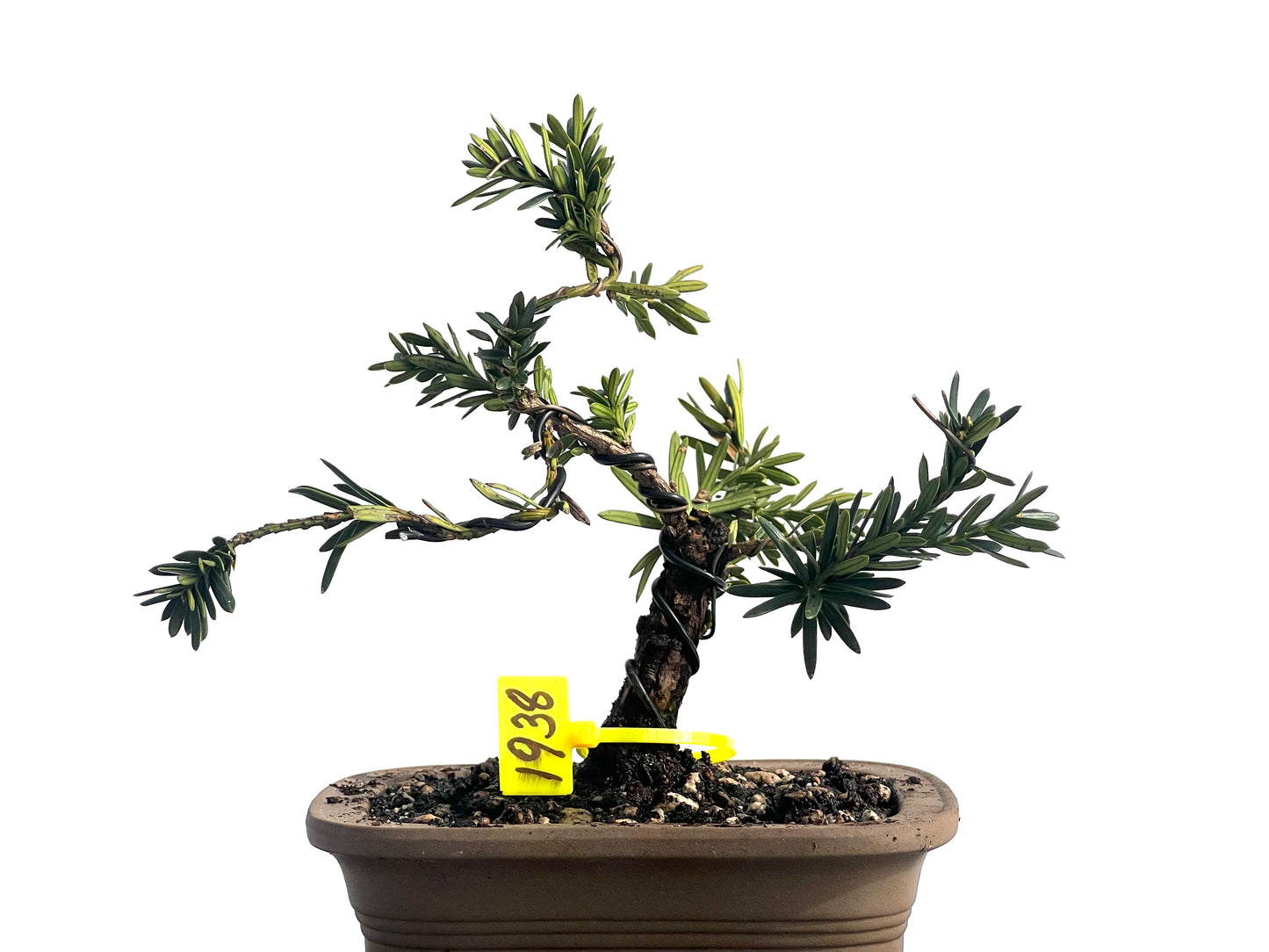 Taxus Baccata 1938