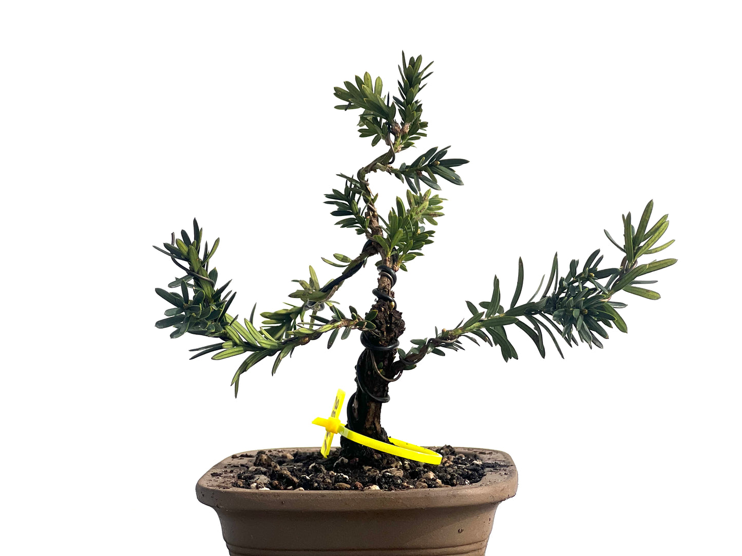 Taxus Baccata 1938