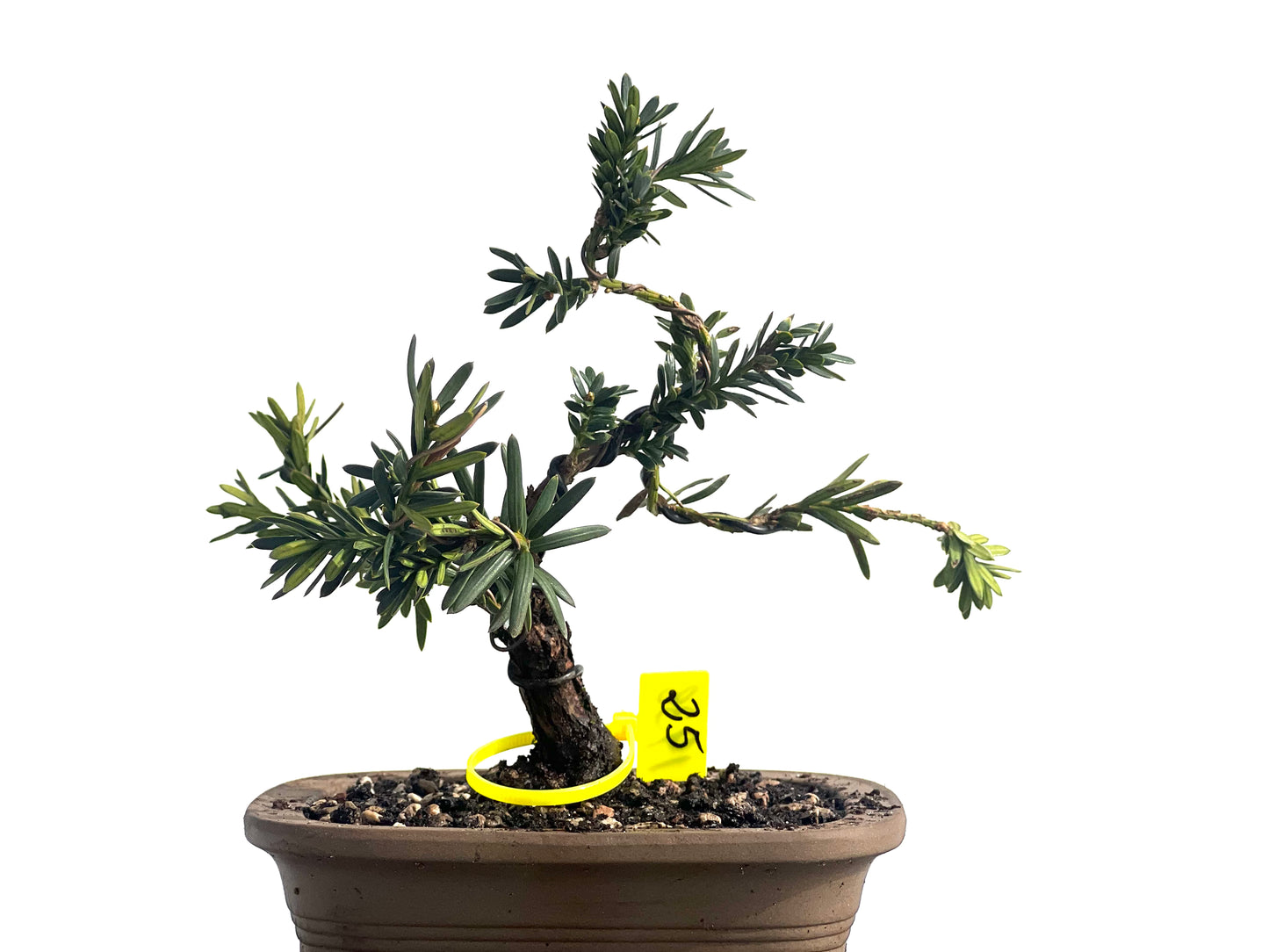 Taxus Baccata 1938