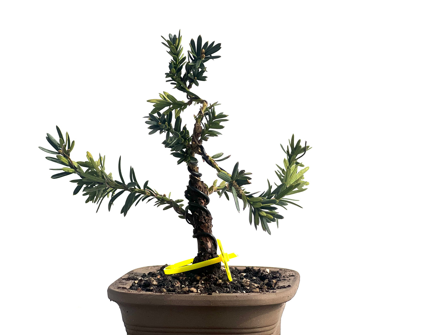 Taxus Baccata 1938