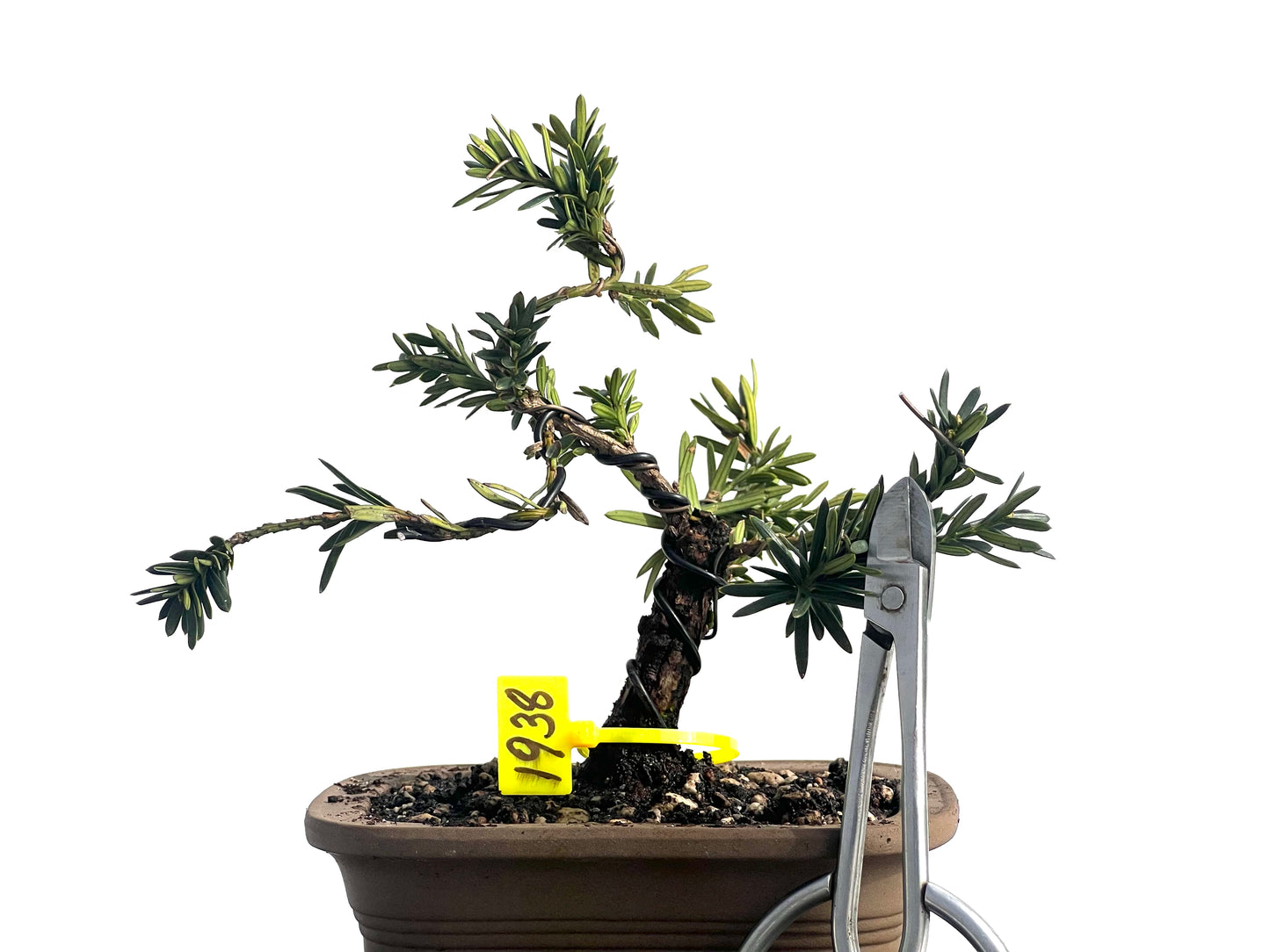 Taxus Baccata 1938