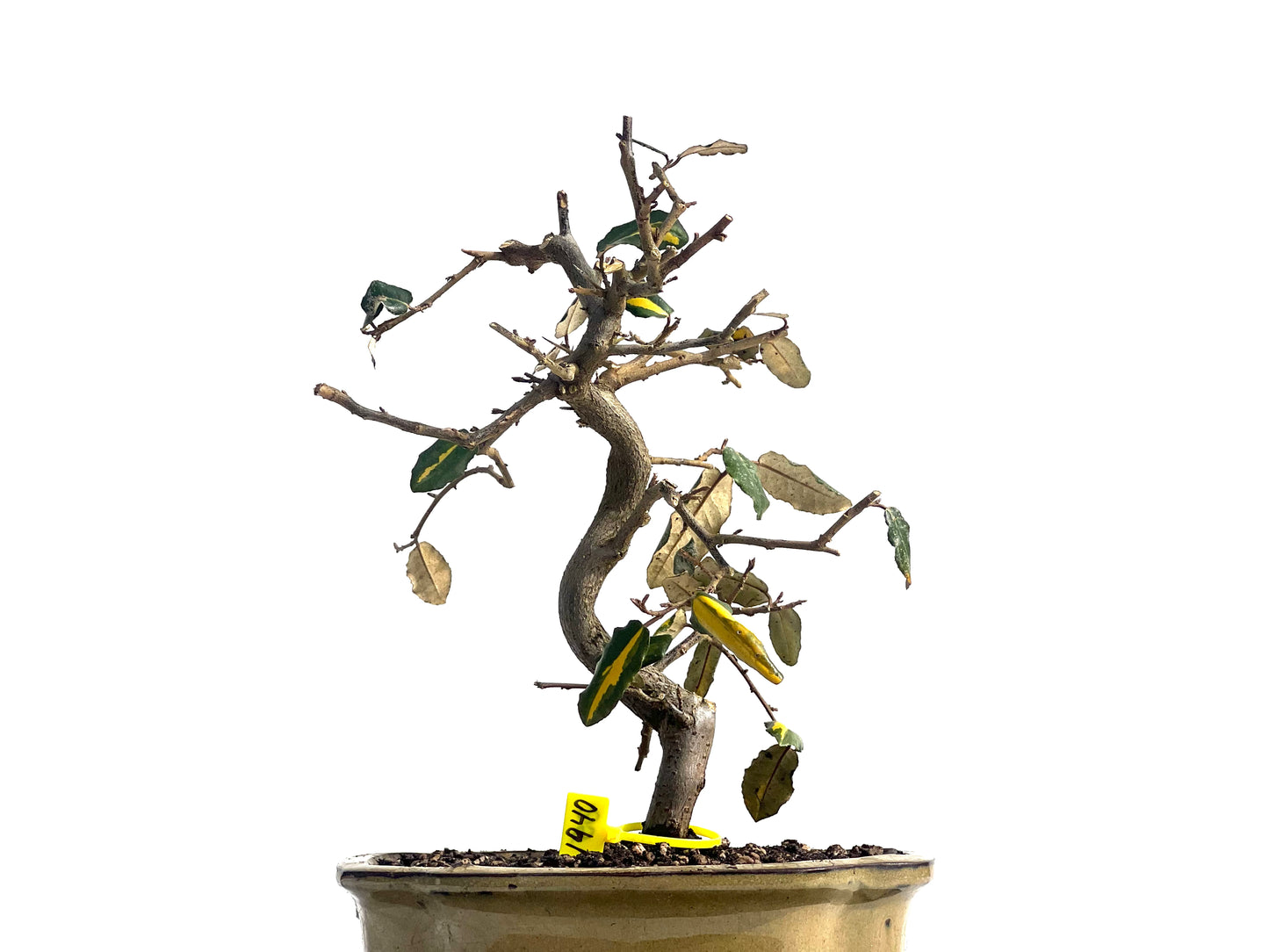 Eleagnus Pungens Variegado 1940