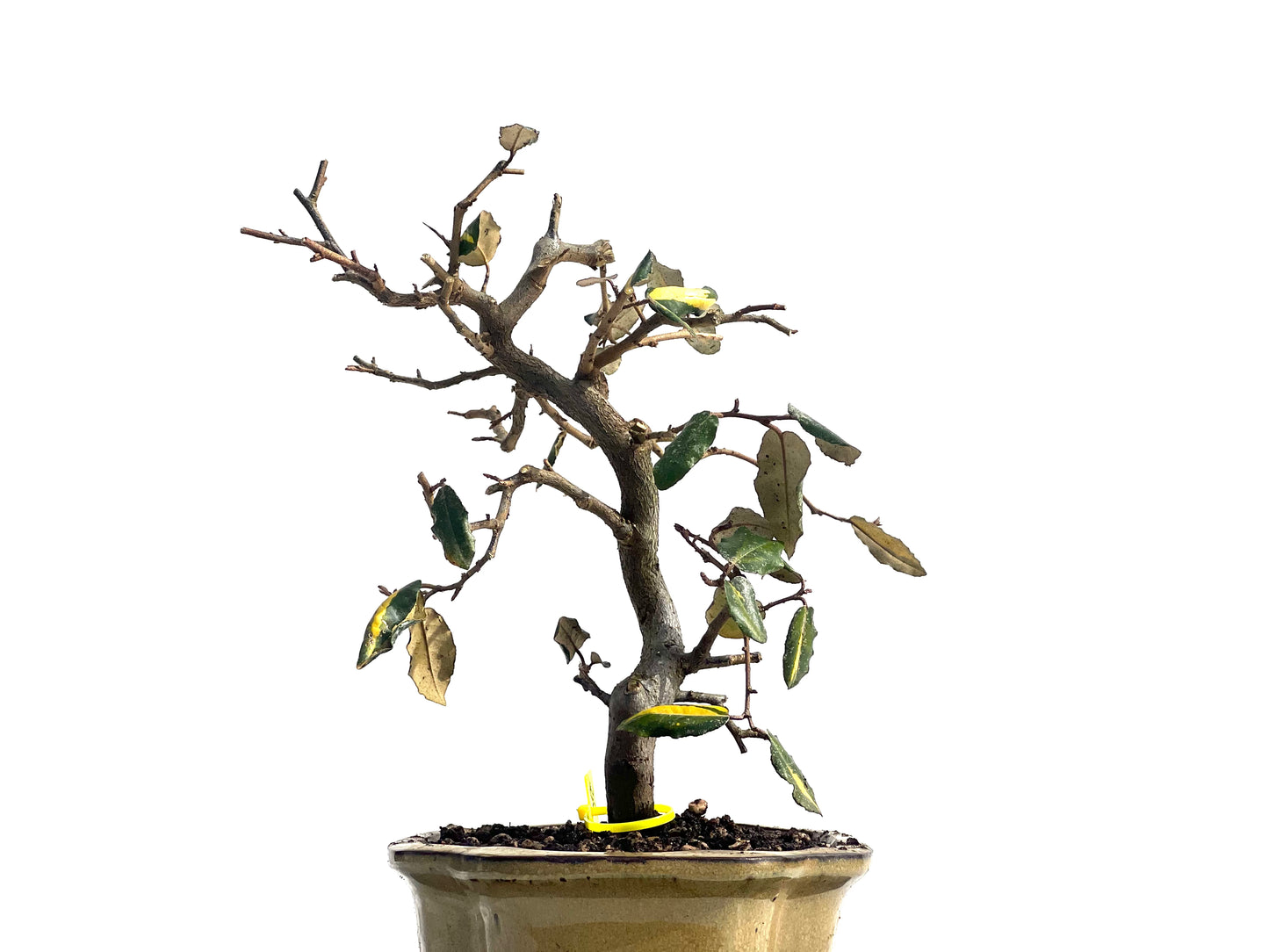 Eleagnus Pungens Variegado 1940