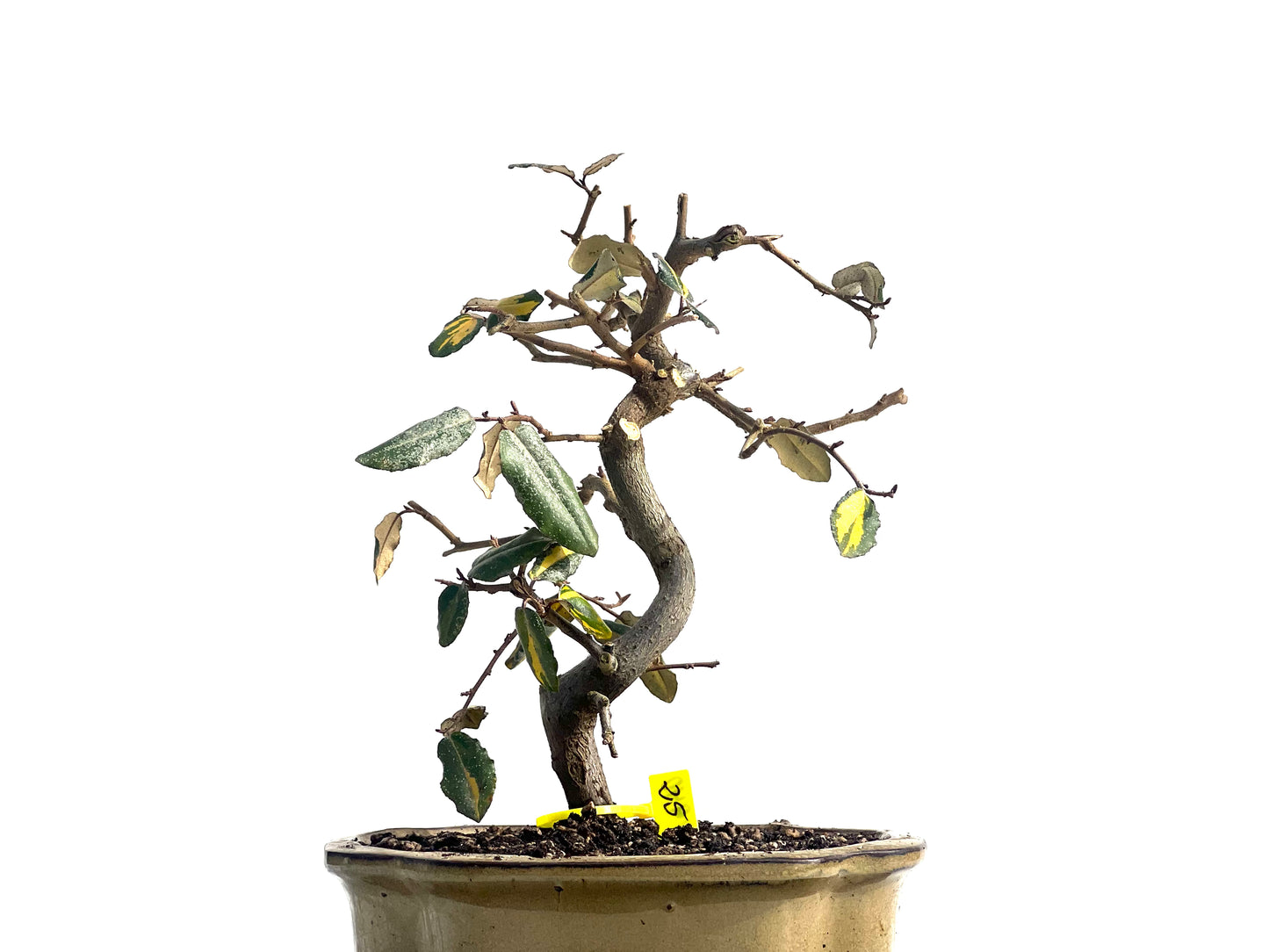 Eleagnus Pungens Variegado 1940