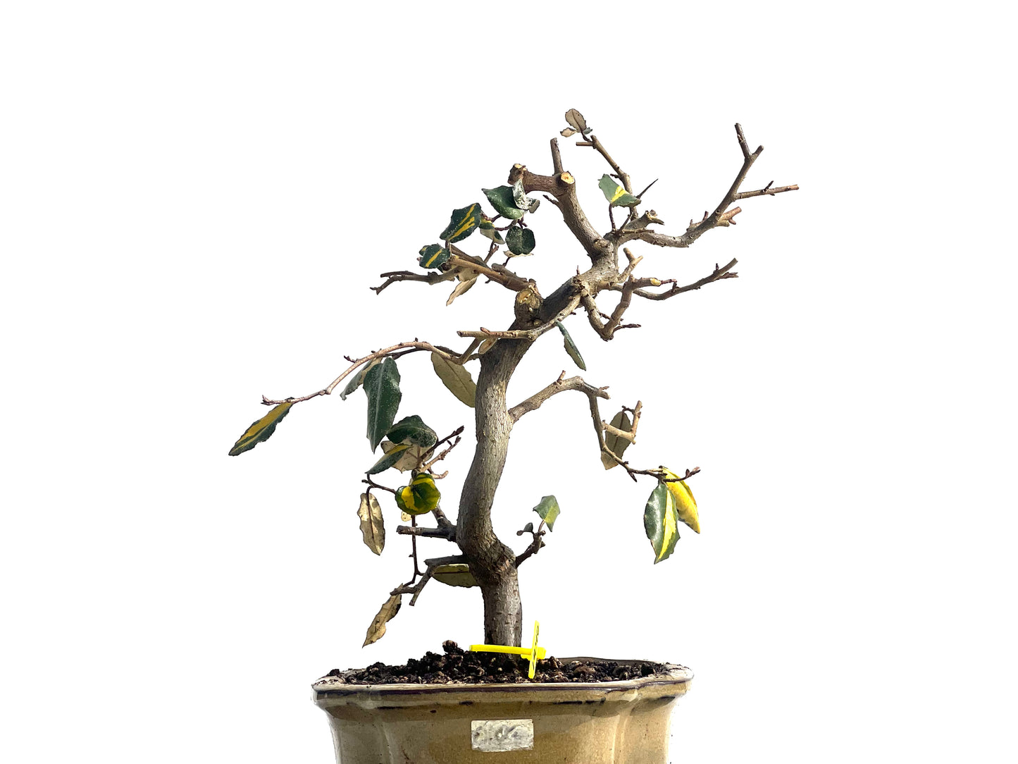 Eleagnus Pungens Variegado 1940