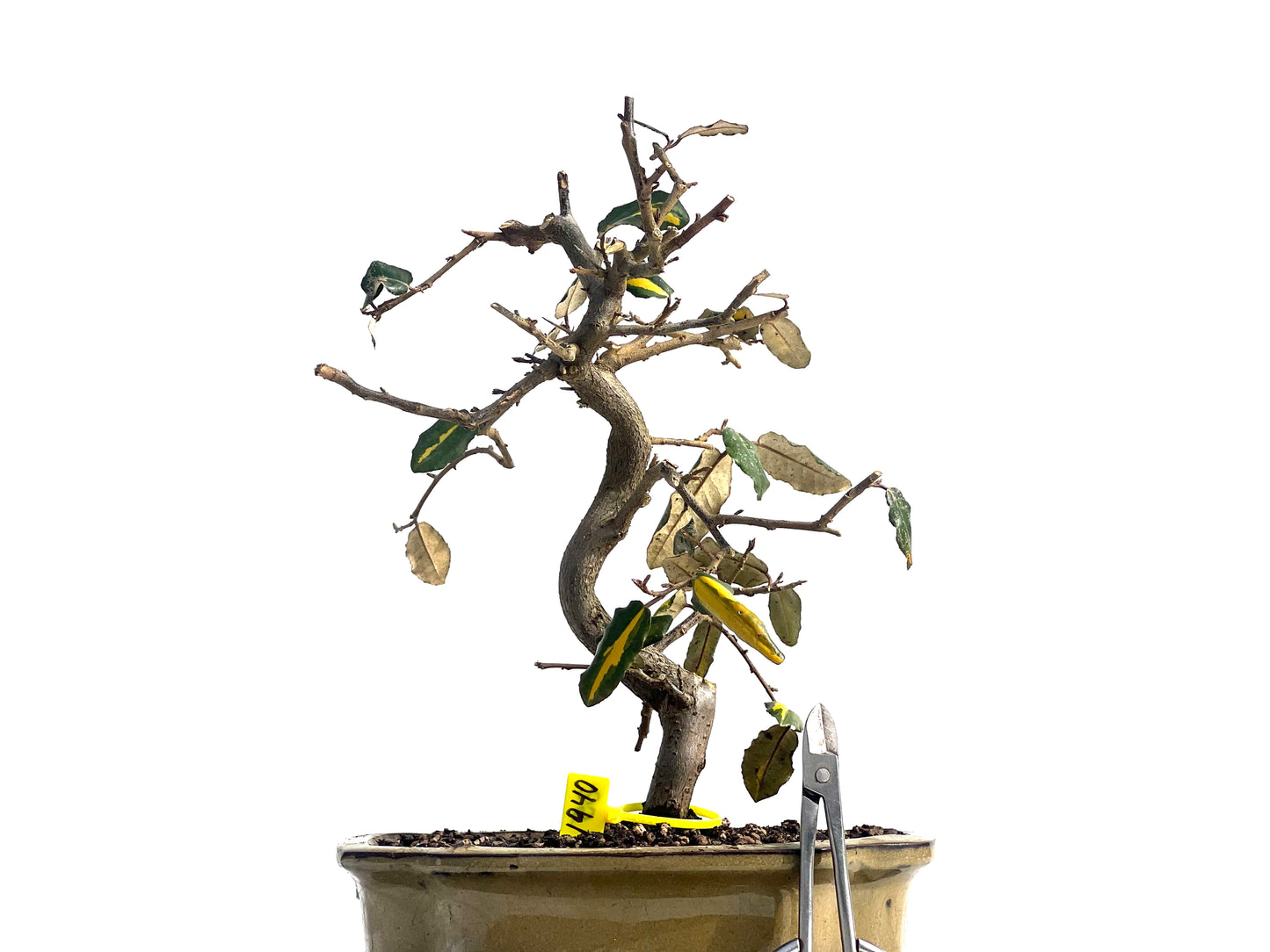 Eleagnus Pungens Variegado 1940