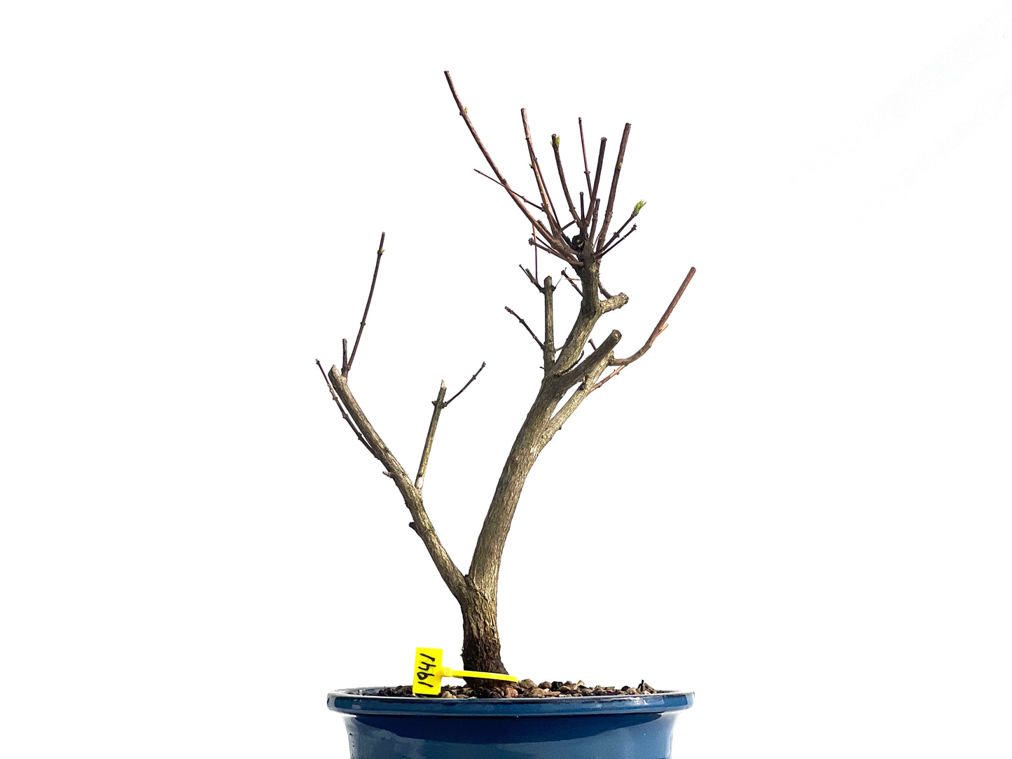 Premna Japonica 1941
