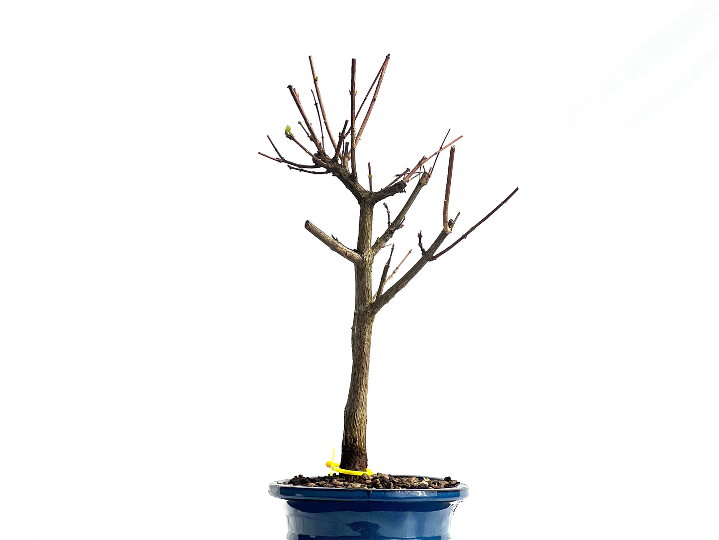Premna Japonica 1941